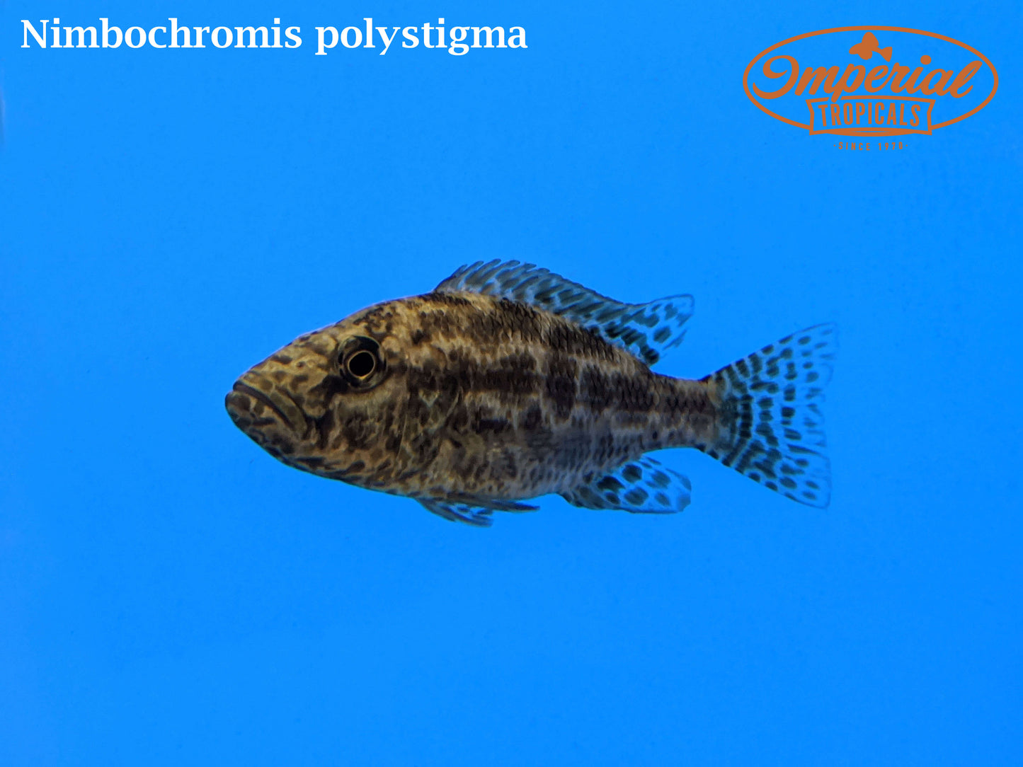 Nimbochromis polystigma