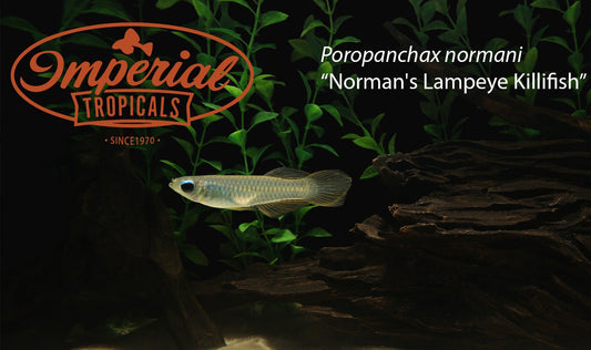 Norman's Lampeye Killifish