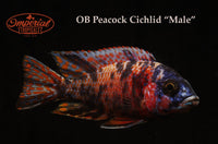 OB Peacock