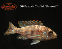OB Peacock