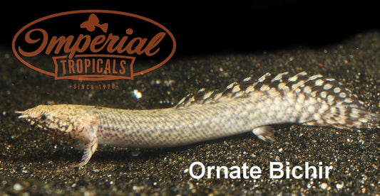 Ornate Bichir (Polypterus ornatipinnis) - Imperial Tropicals