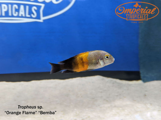 Orange Flame "Bemba" Tropheus