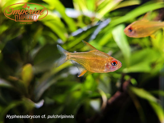 Orange Lemon Tetra