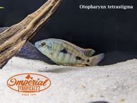 Otopharynx tetrastigma