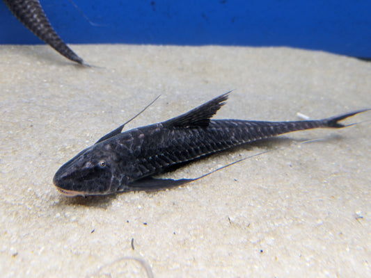 Long-tailed Sturisoma