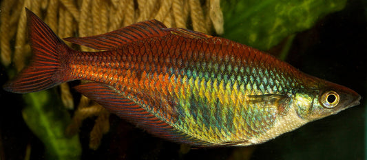 Pagai Rainbowfish