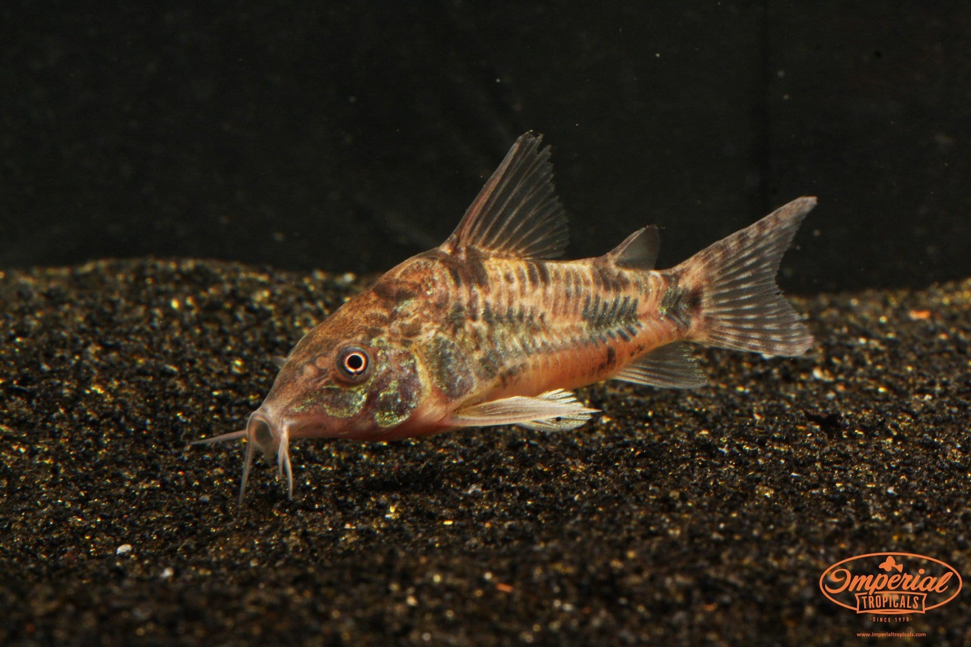Salt and Pepper Cory (Corydoras paleatus) - Imperial Tropicals