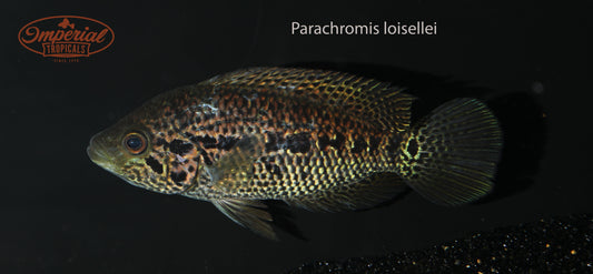 Loiselle's Cichlid (Parachromis loisellei) - Imperial Tropicals