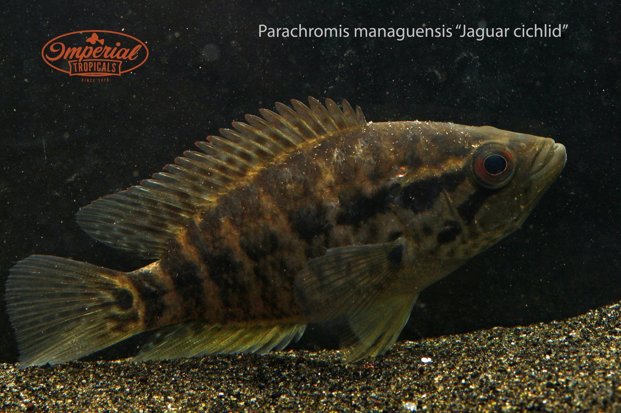 Jaguar cichlid deals