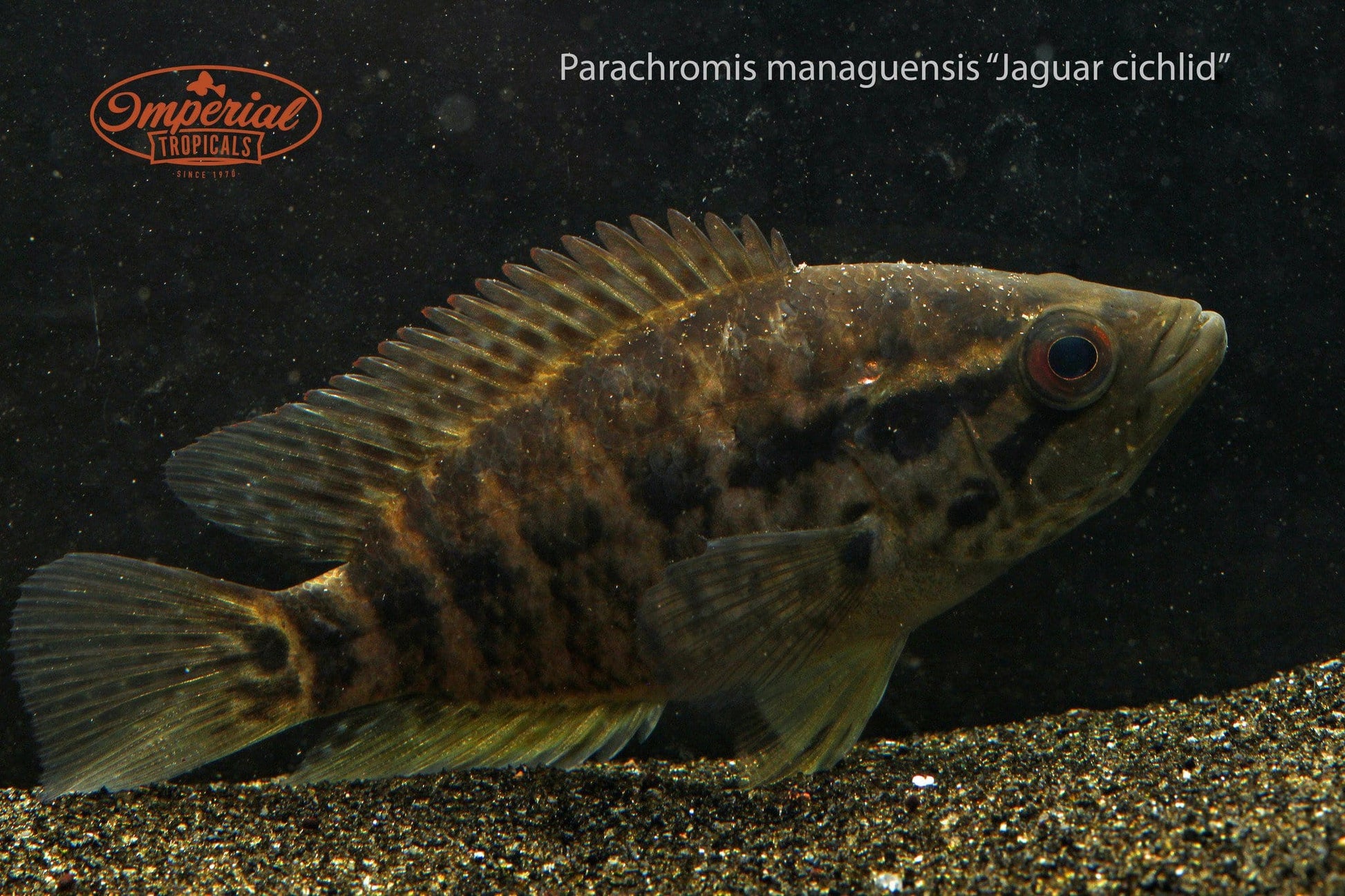 Jaguar Cichlid (Parachromis managuensis) - Imperial Tropicals