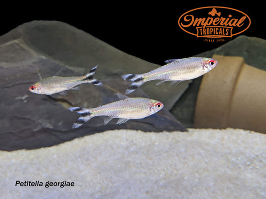 Peruvian Rummynose Tetra