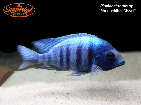 Placidochromis sp. Phenochilus Gissel