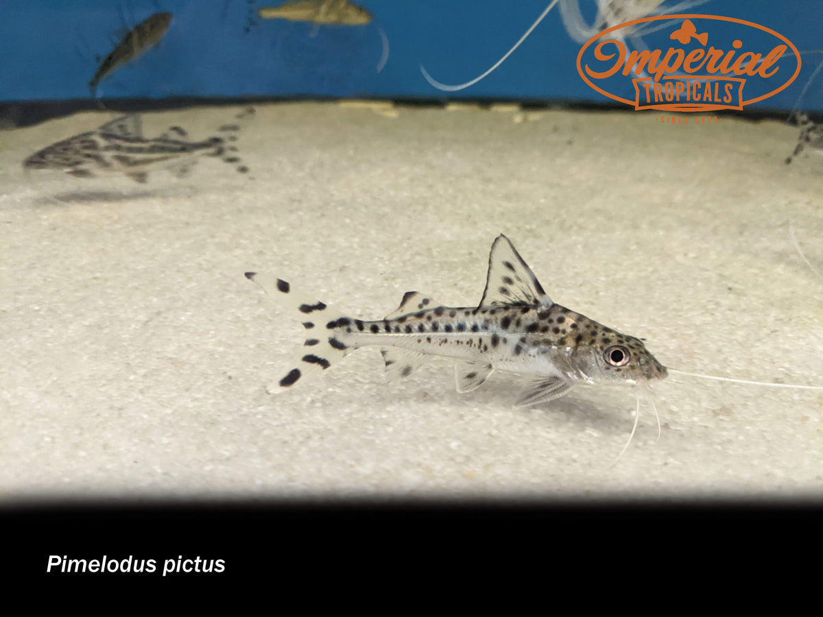 Pictus Catfish (Pimelodus pictus) - shop Imperial Tropicals