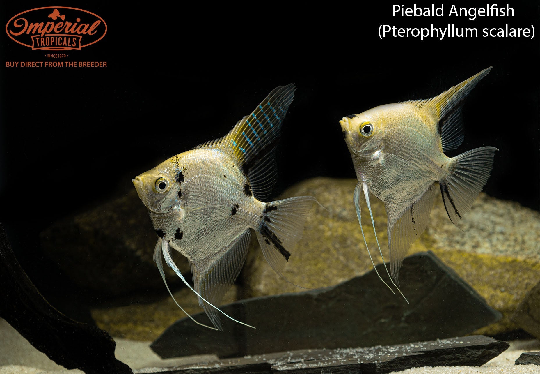 Piebald Angelfish (Pterophyllum scalare) - shop Imperial Tropicals