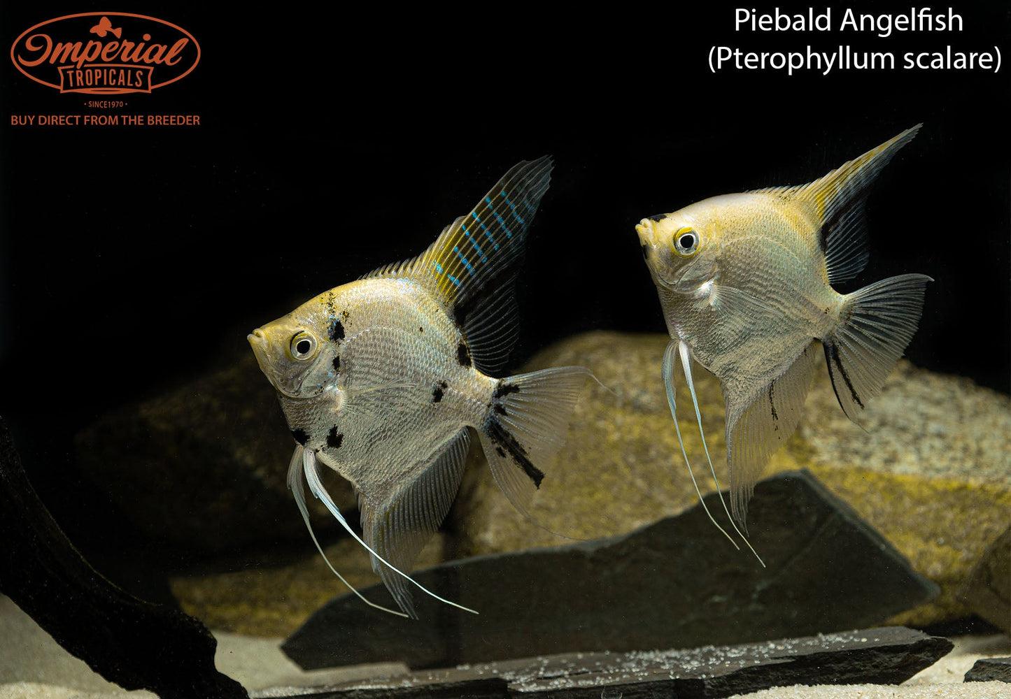 Piebald Angelfish