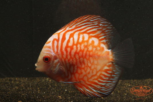 Pigeon Blood Discus (Symphysodon aequifasciata) - Imperial Tropicals