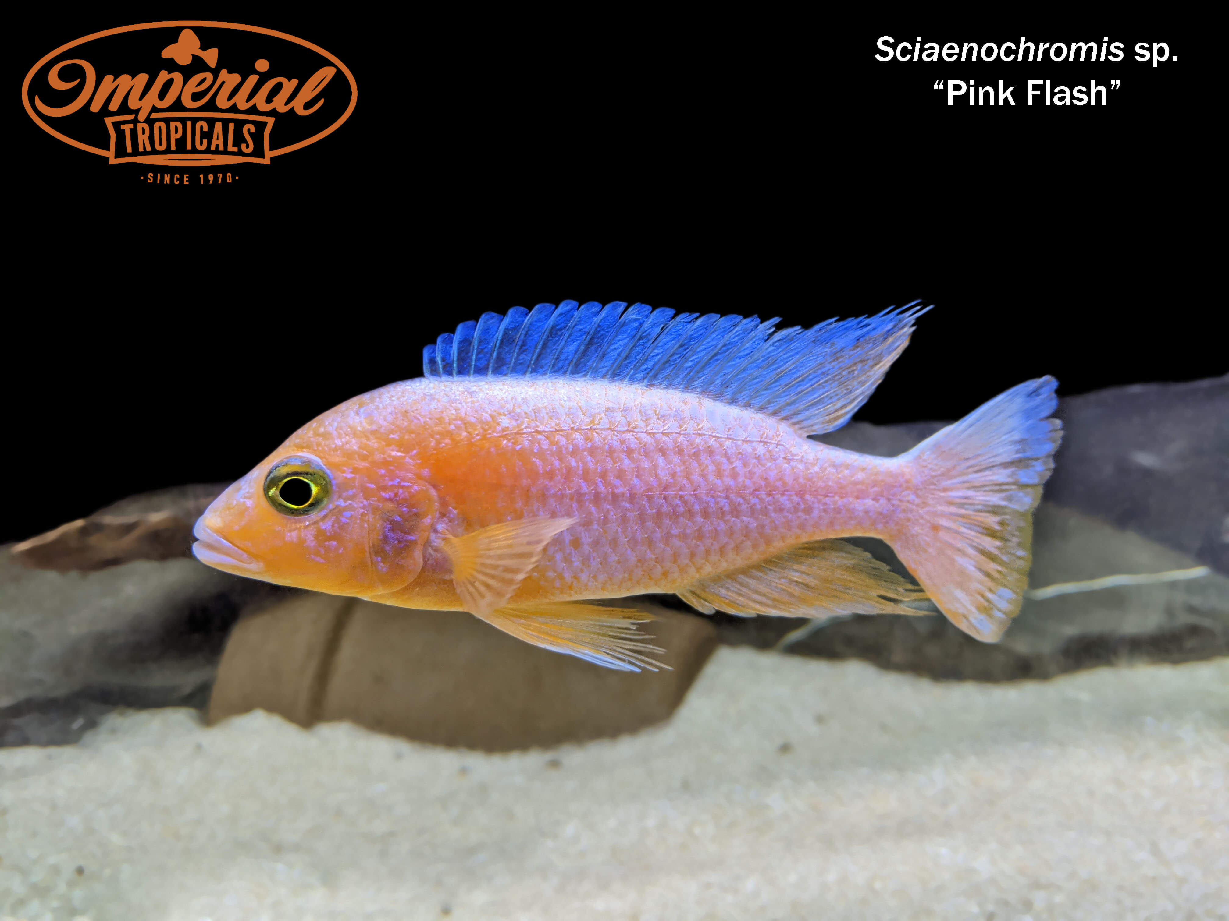 Pink Flash (Sciaenochromis sp.) - shop Imperial Tropicals