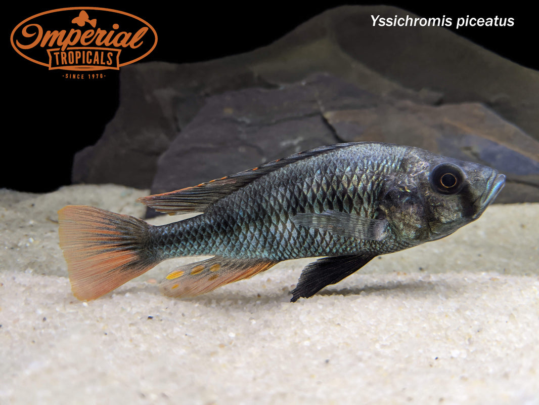 Lake Victoria cichlids Imperial Tropicals