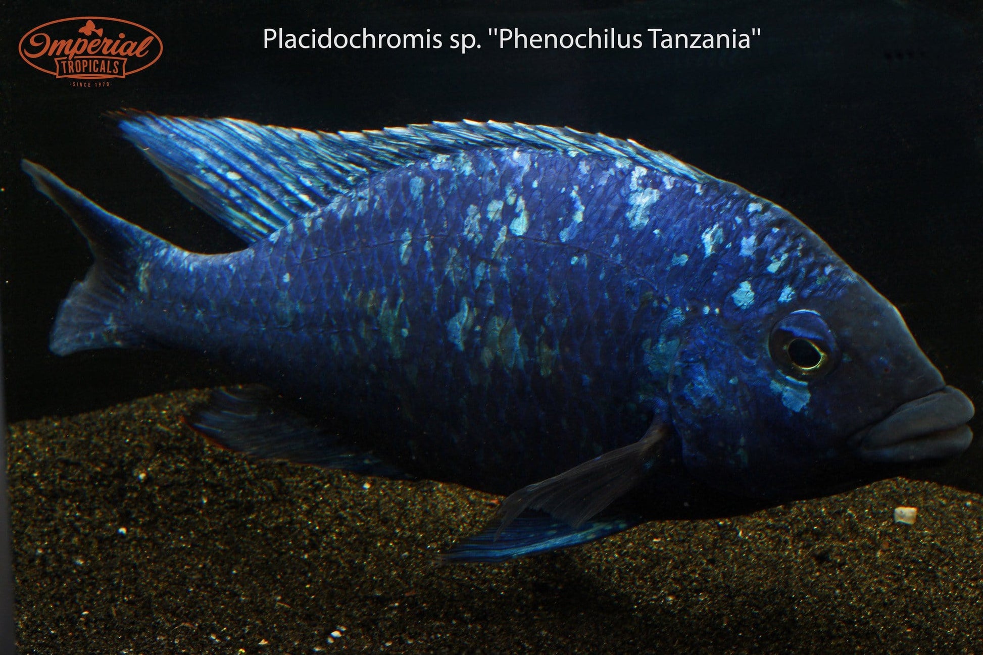 Star Sapphire (Placidochromis sp. Phenochilus Tanzania) - Imperial Tropicals
