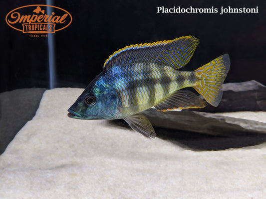 Placidochromis johnstoni