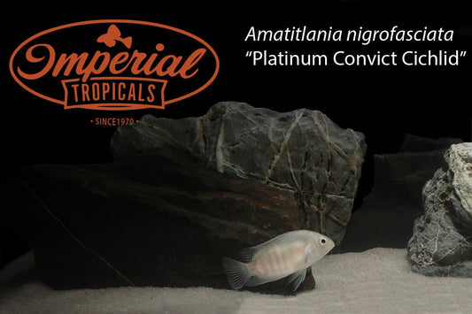 Platinum Convict Cichlid