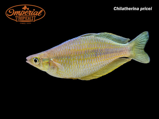 Price's Rainbowfish
