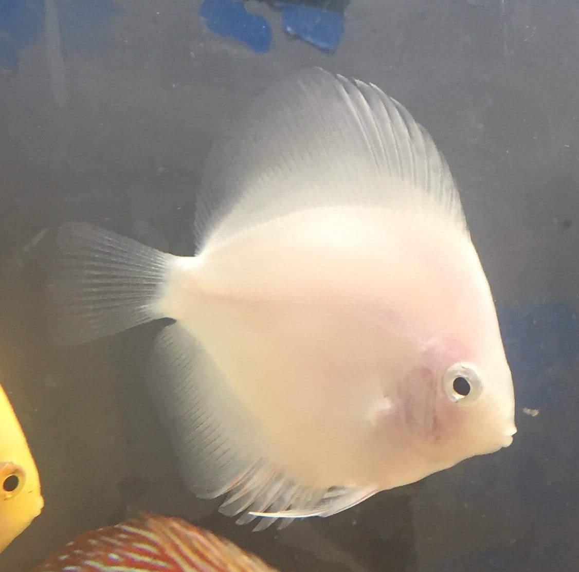 Pure White Discus (Symphysodon aequifasciata) - shop Imperial Tropicals