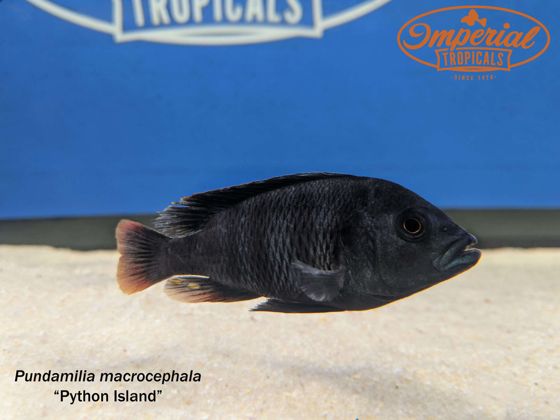 Python Island Hap (Pundamilia macrocephala) - shop Imperial Tropicals