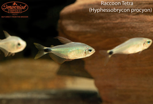 Raccoon Tetra