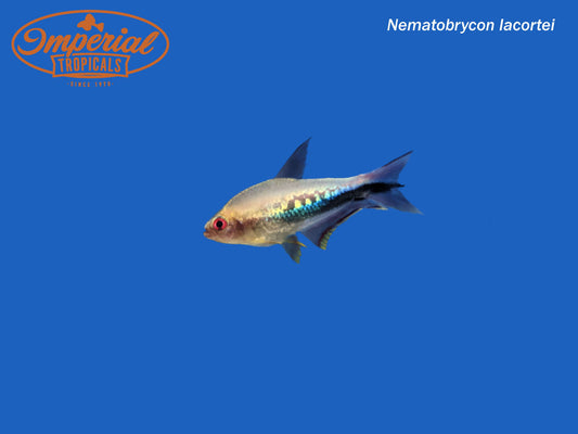 Rainbow Emperor Tetra