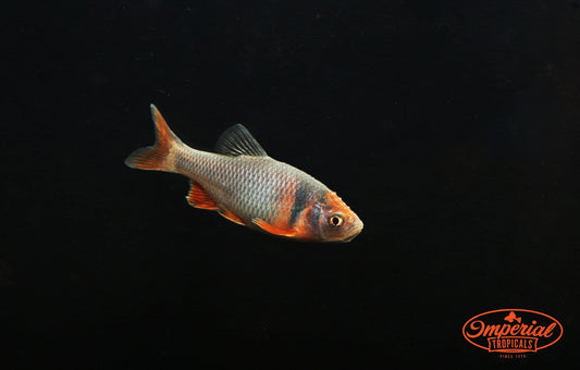 Rainbow Dace (Cyprinella lutrensis) - Imperial Tropicals