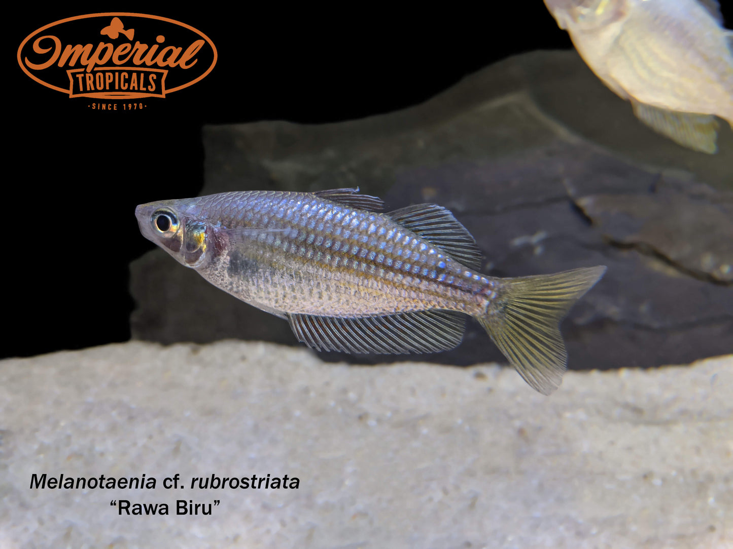 Rawa Biru Rainbowfish