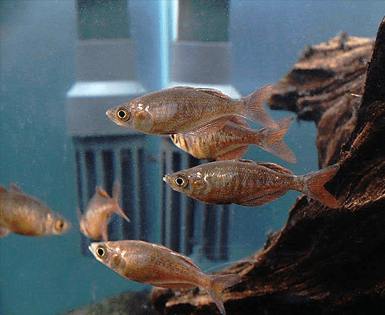 Red Irian Rainbowfish (Glossolepis incisis) - Imperial Tropicals