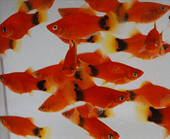 Red Mickey Mouse Platy (Xiphophorus maculatus) - Imperial Tropicals