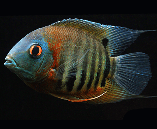 Red Shoulder Severum (Heros sp.) - Imperial Tropicals