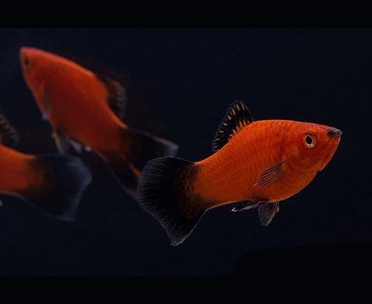 Red Wag Platy (Xiphophorus maculatus) - Imperial Tropicals