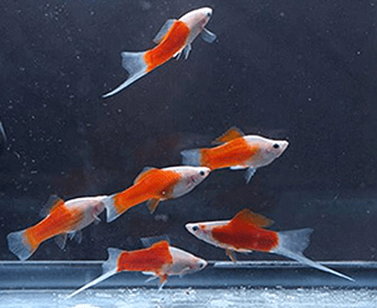 Red and White Swordtail (Xiphophorus hellerii) - Imperial Tropicals