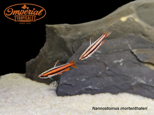 Coral Red Pencilfish
