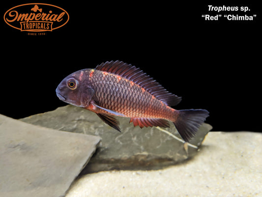 Red Chimba Tropheus