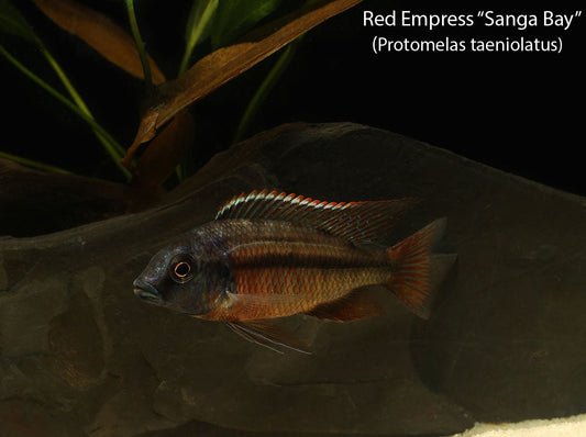 Red Empress  "Sanga Bay"