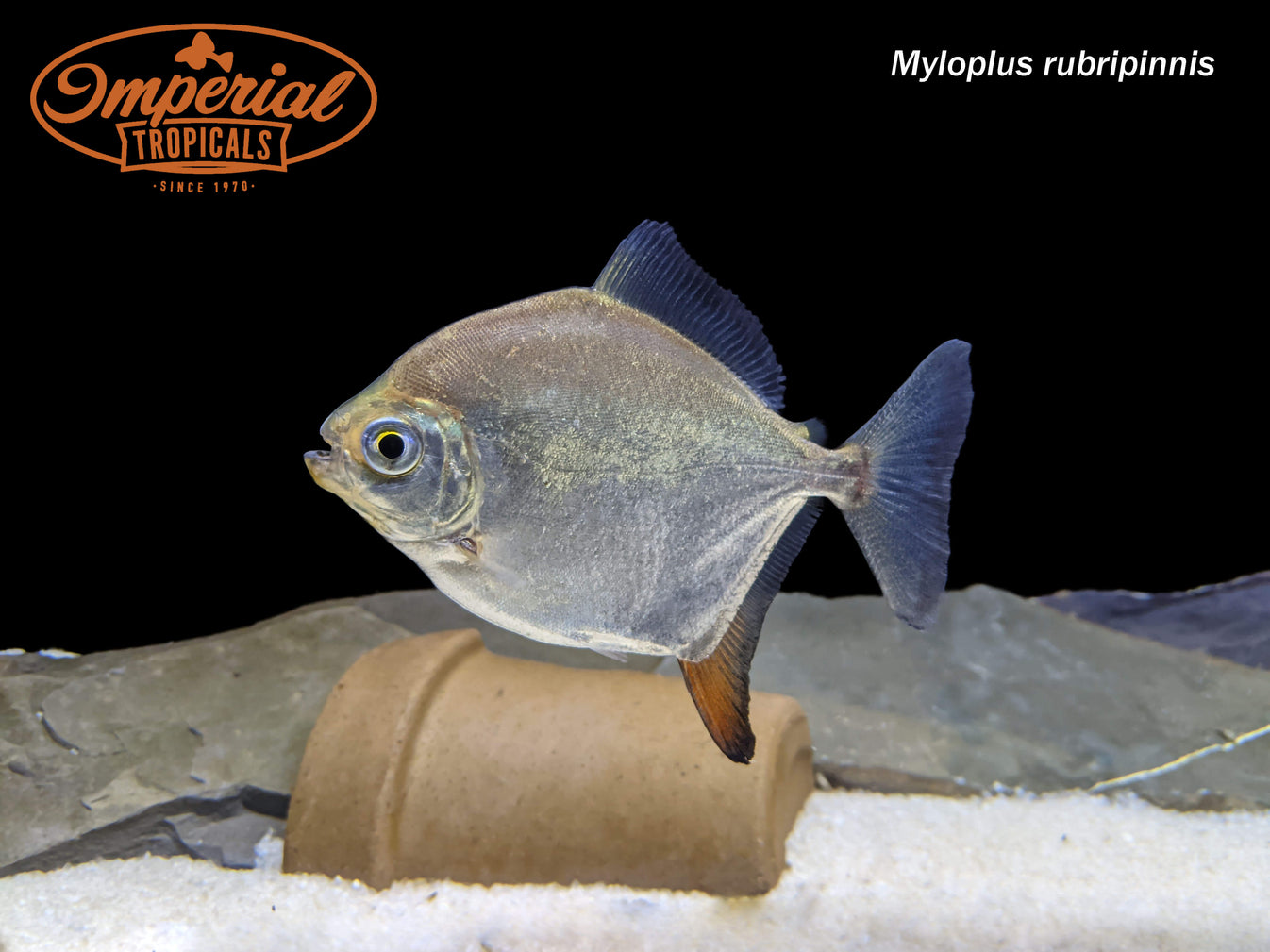 Red Hook Silver Dollar (Myloplus rubripinnis) shop Imperial Tropicals