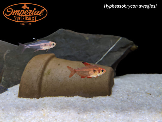 Red Phantom Tetra