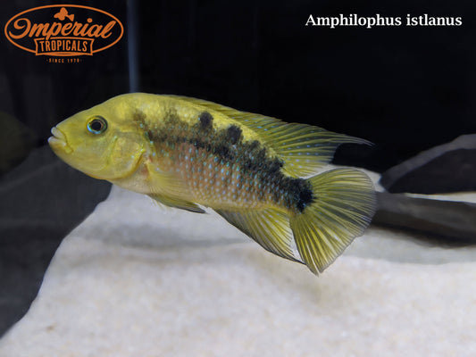 Red Side Cichlid