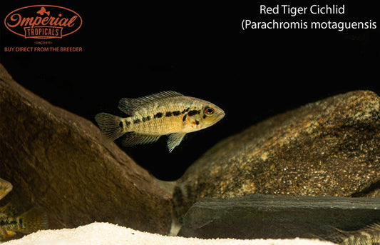 Red Tiger Cichlid