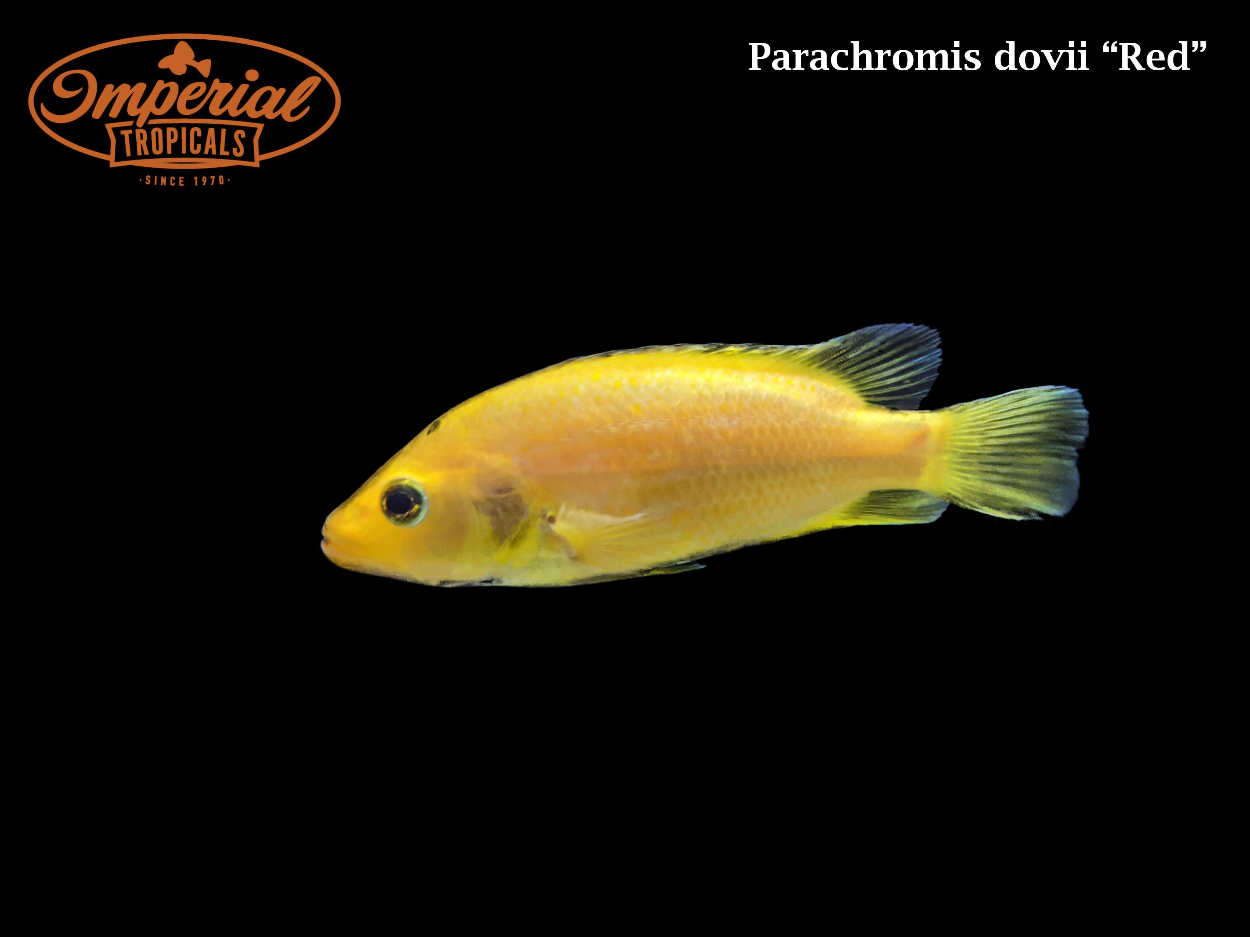 Red Wolf Cichlid (Parachromis dovii) shop Imperial Tropicals