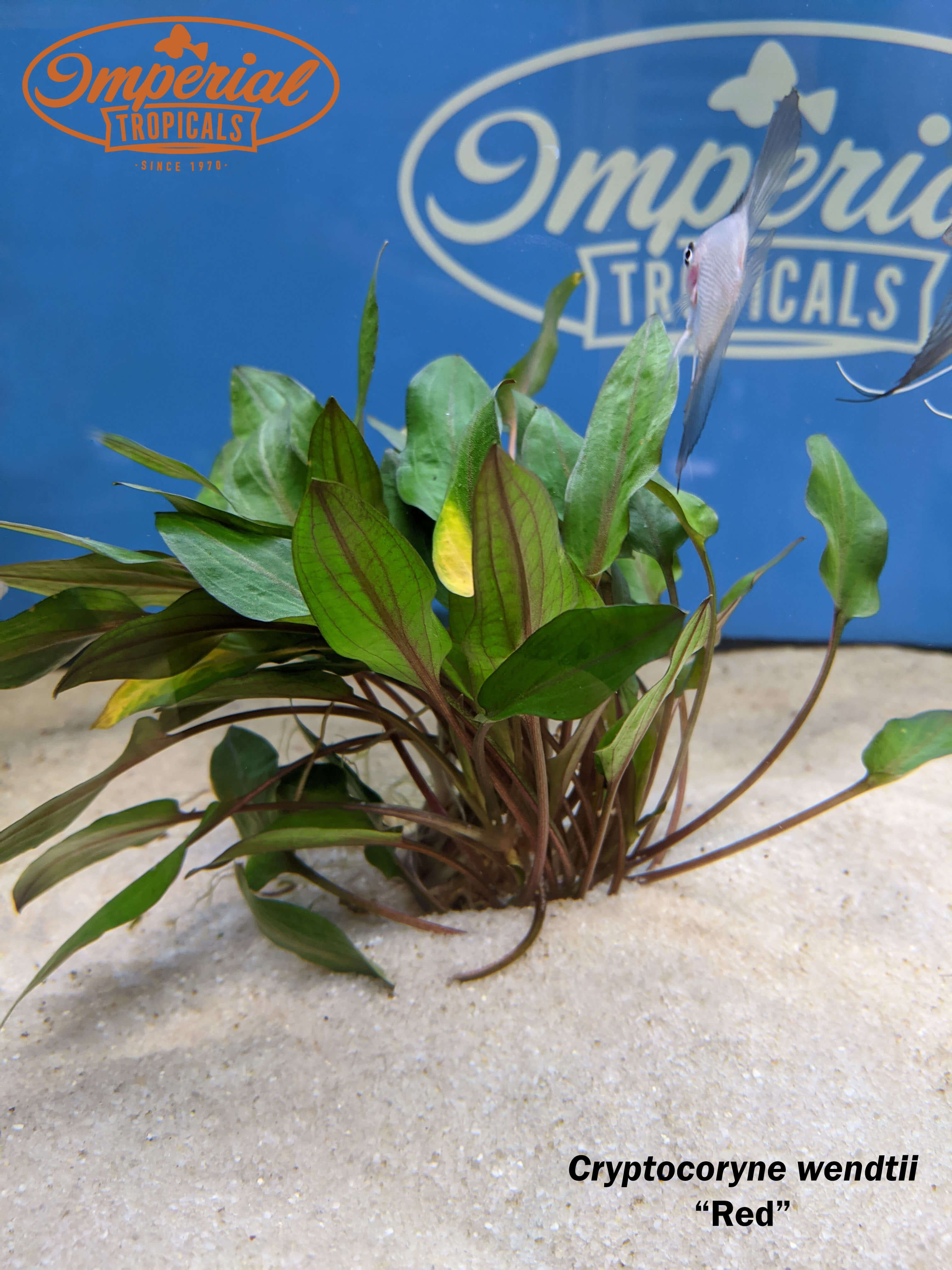 Cryptocoryne Wendtii Red