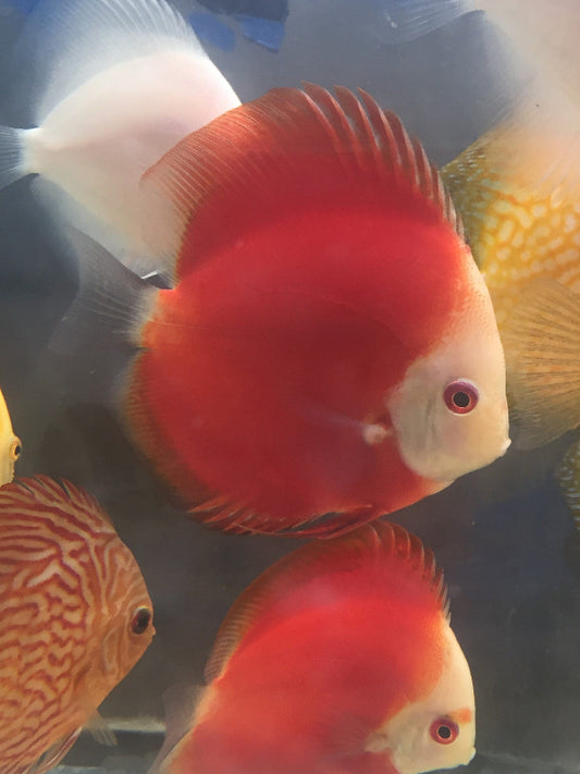 Red Melon Discus (Symphysodon aequifasciata) - Imperial Tropicals