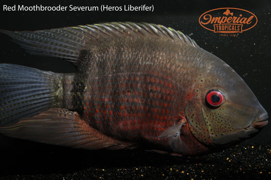 Red Mouthbrooding Severum (Heros liberifer) - Imperial Tropicals