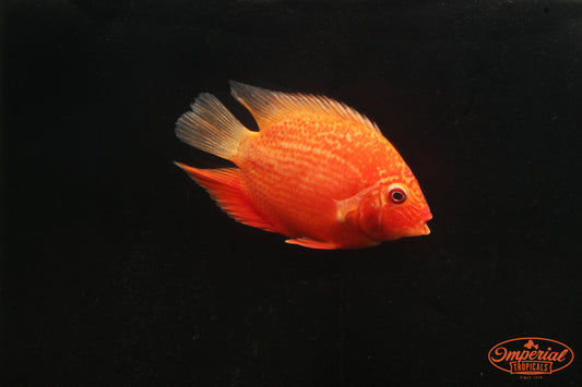 Red Spotted Severum (Heros sp.) - Imperial Tropicals