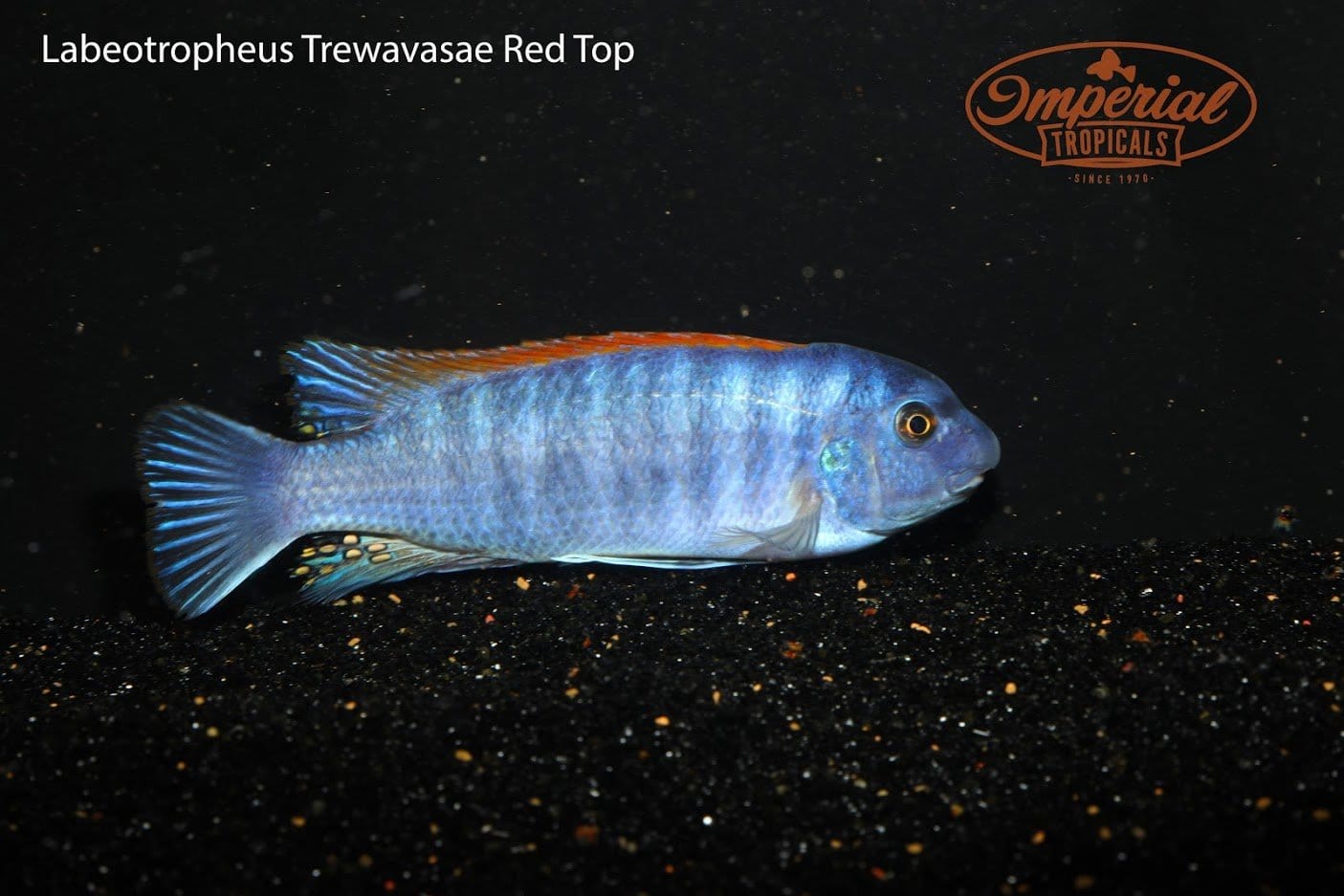 Red Top (Labeotropheus trewavasae) - Imperial Tropicals